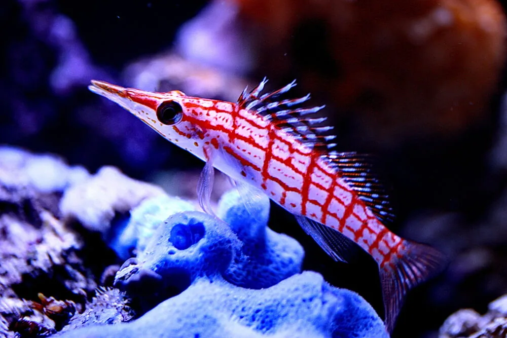 Longnose Hawkfish: Habitat, Behavior and Interesting Facts