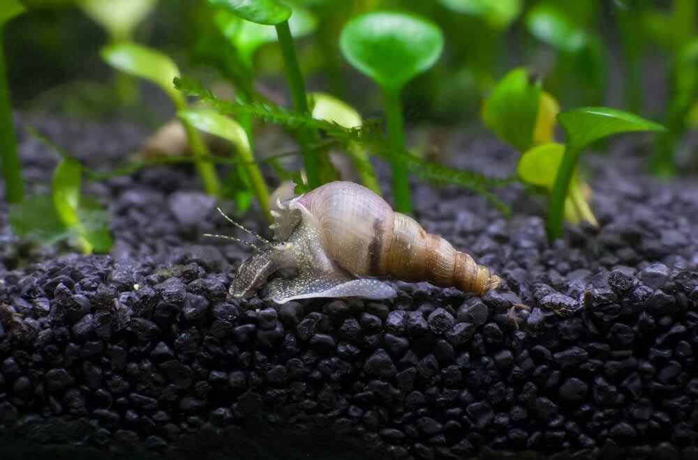 Malaysian Trumpet Snail