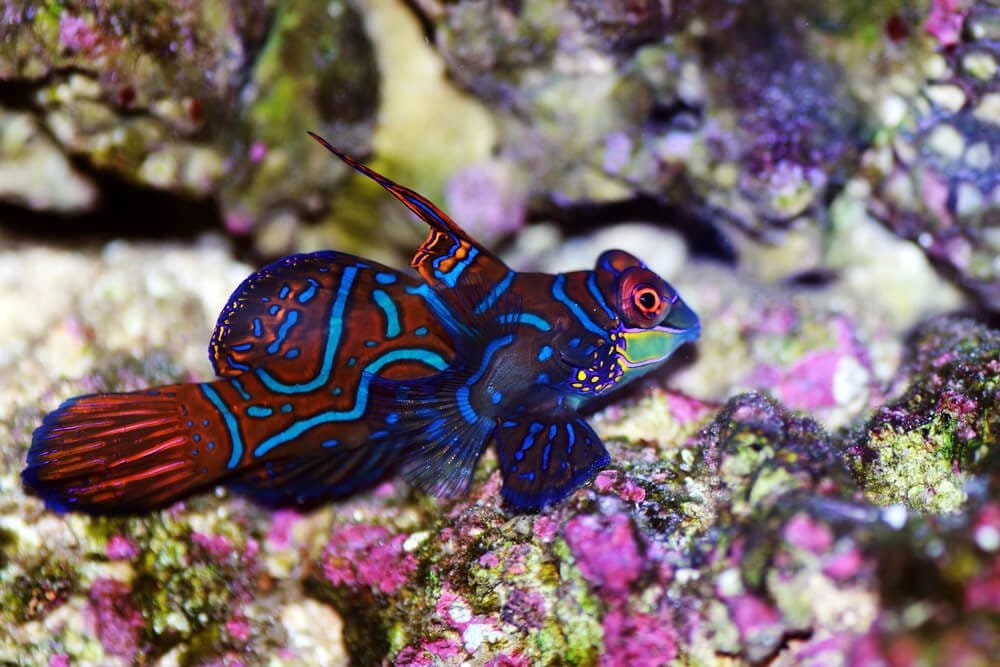 Mandarin Goby