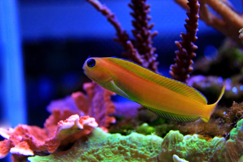 Midas Blenny