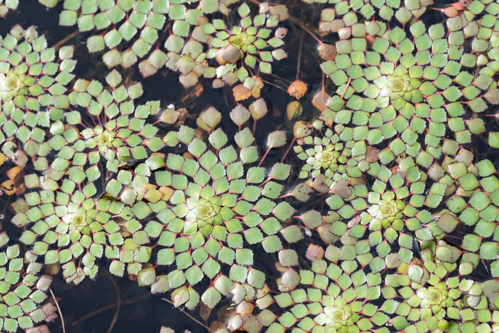 Mosaic Plant (Ludwigia Sedioides)