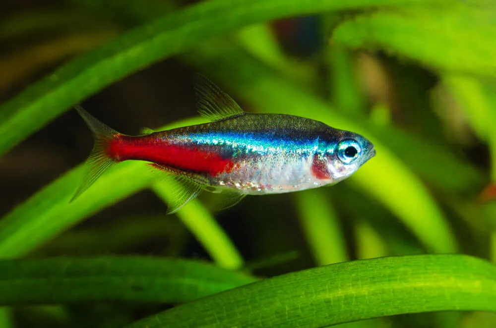 Neon Tetra Care: Tank Setup, Diet and Breeding Strategies