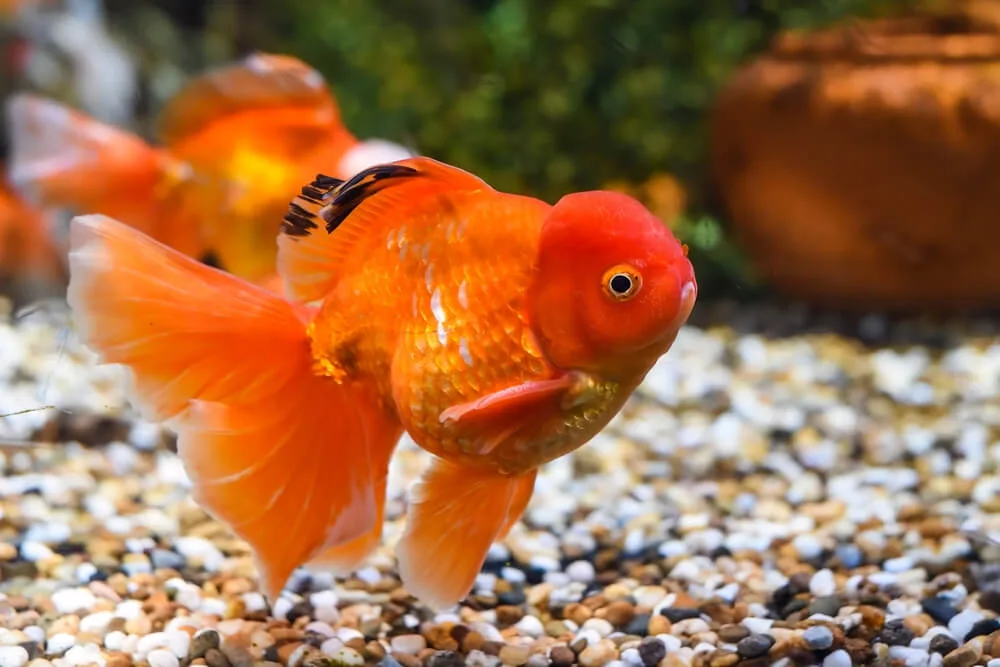 Oranda Goldfish