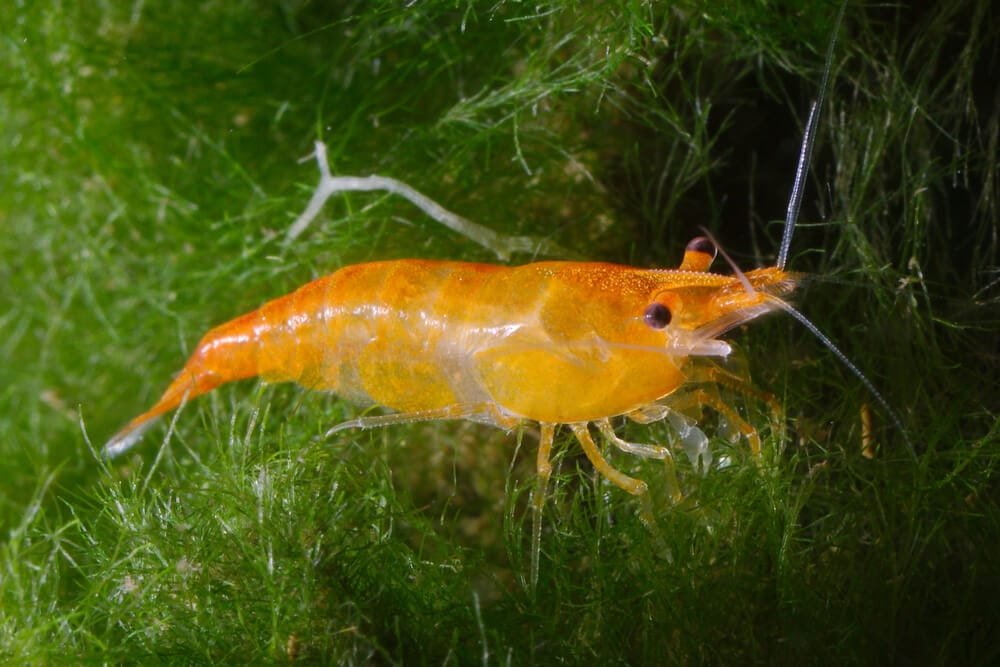 Orange Sakura Shrimp