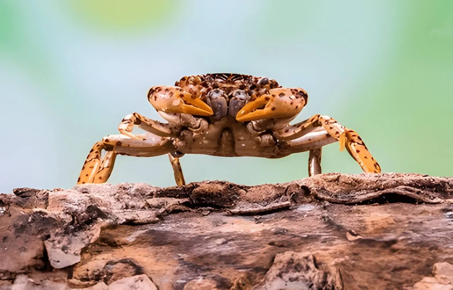 Panther Crab
