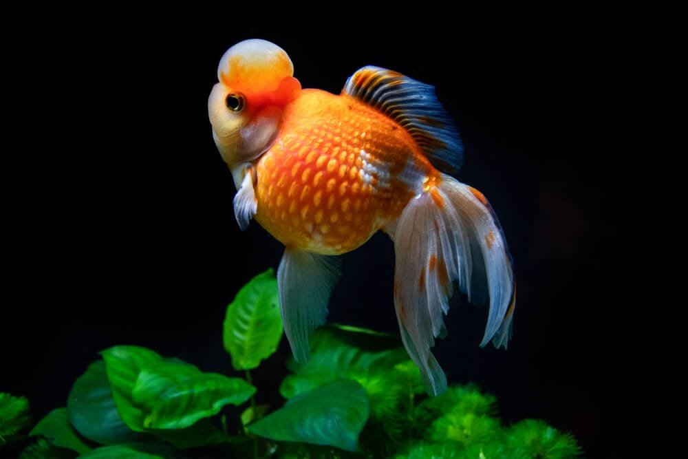 Pearlscale Goldfish