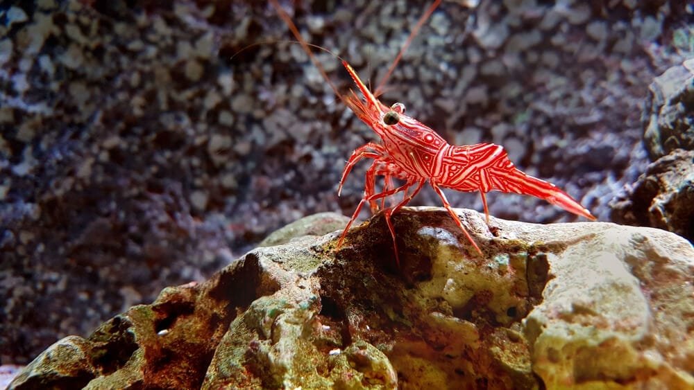 Peppermint Shrimp