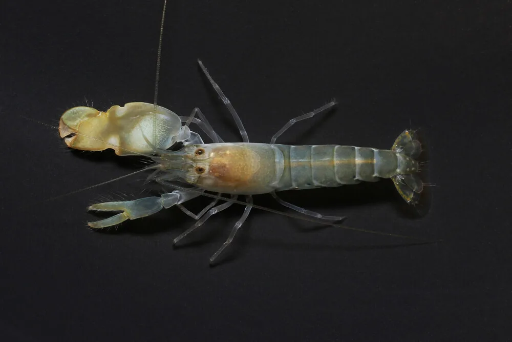 Discover the World of Pistol Shrimp: Characteristics And Care Guide