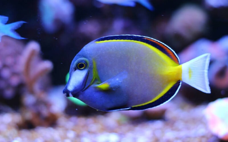 Powder Brown Tang Care Guide and Tank Setup