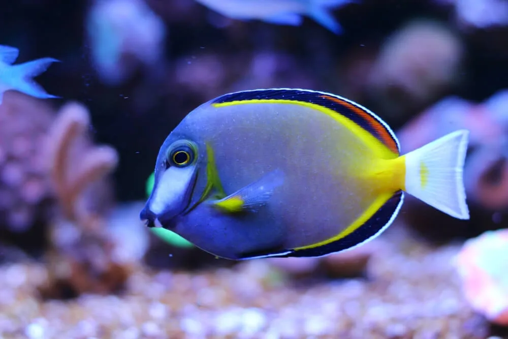 Powder Brown Tang: Care Guide and Tank Setup