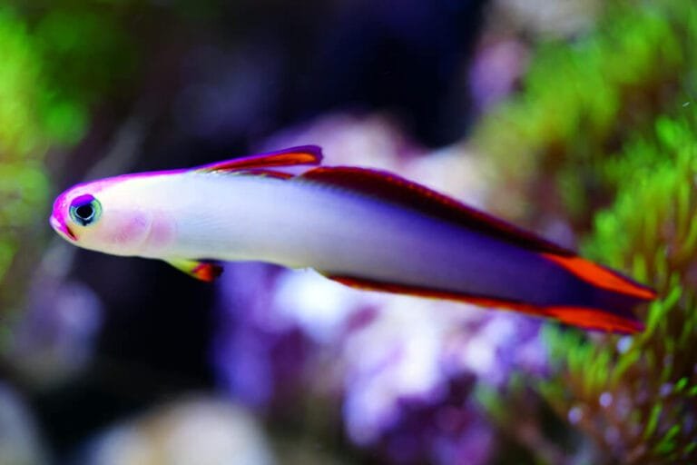 Image showcasing Dwarf Lionfish Care: Tank Setup and Feeding Habits