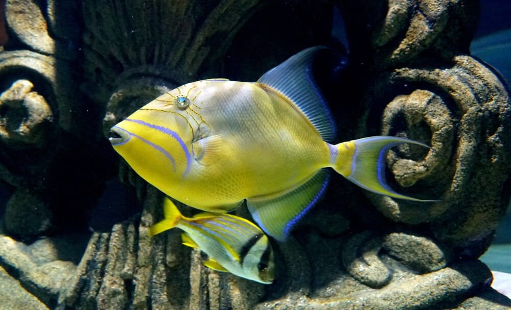 Queen Triggerfish