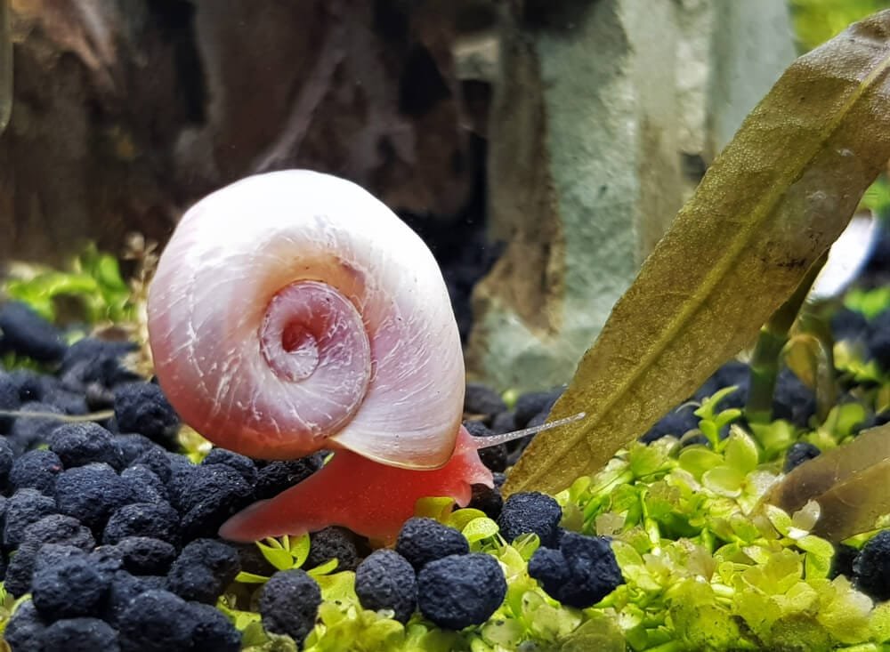 Ramshorn Snail