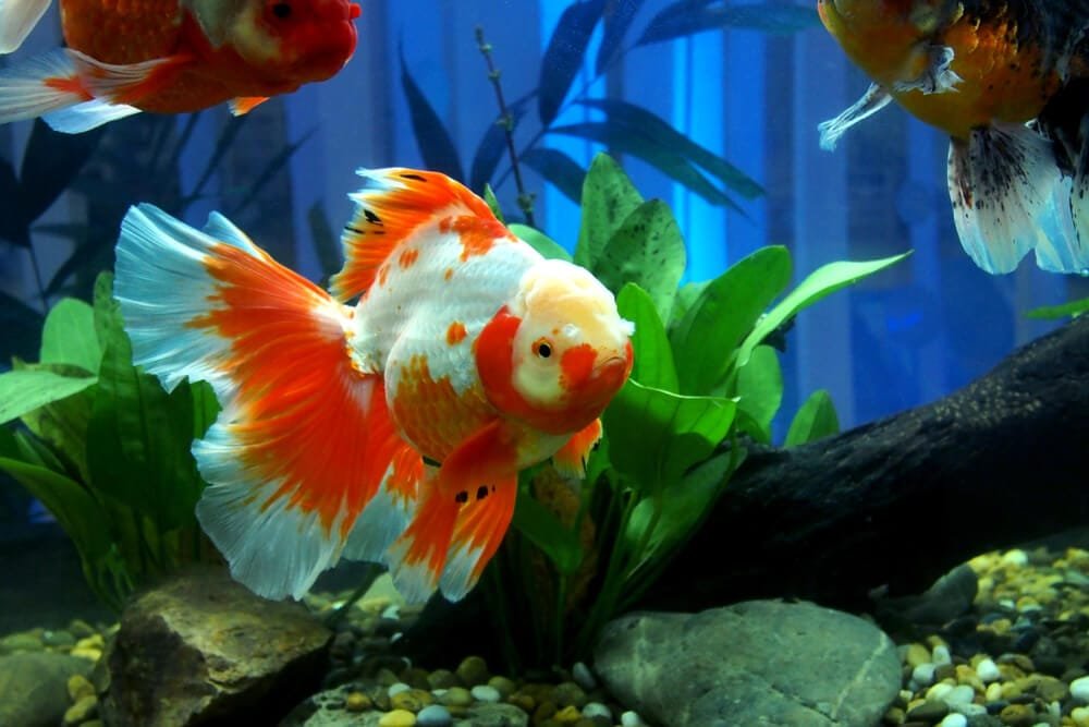 Ranchu Goldfish