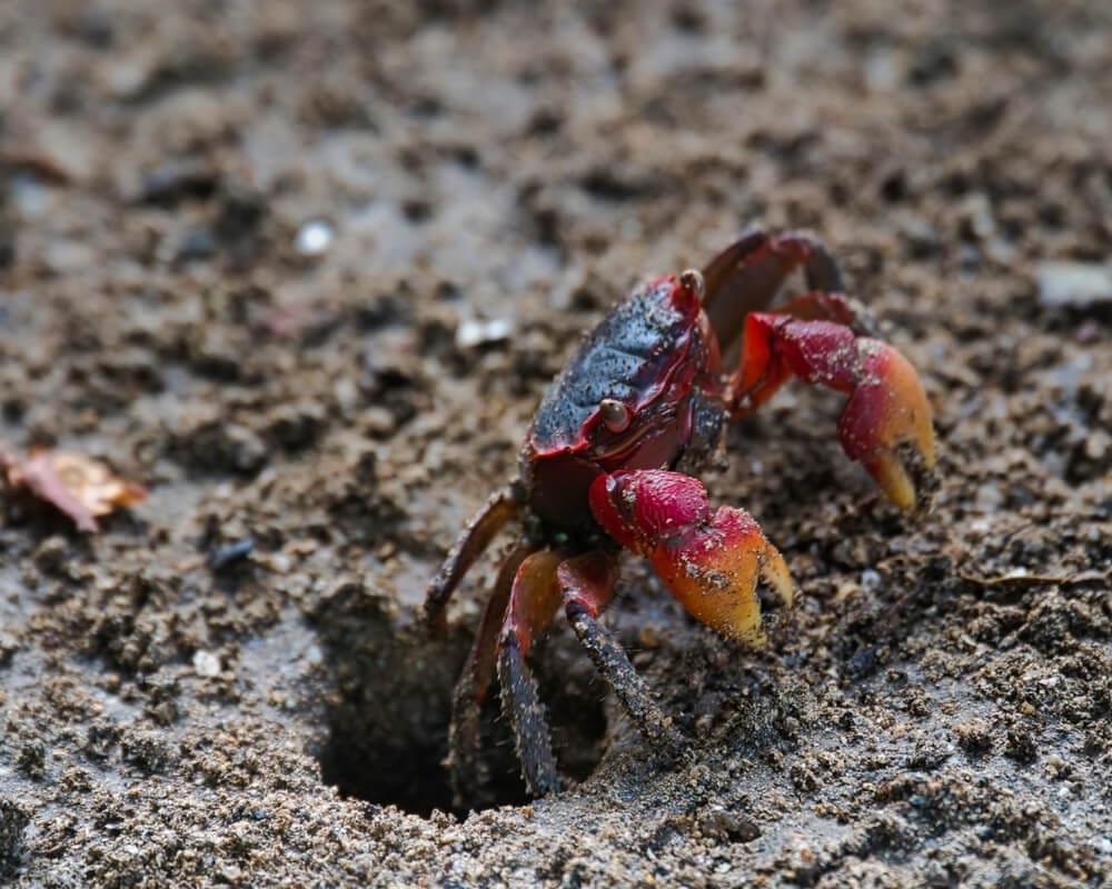 Red Claw Crab