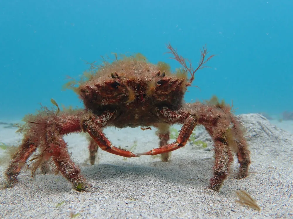 Red Spider Crab
