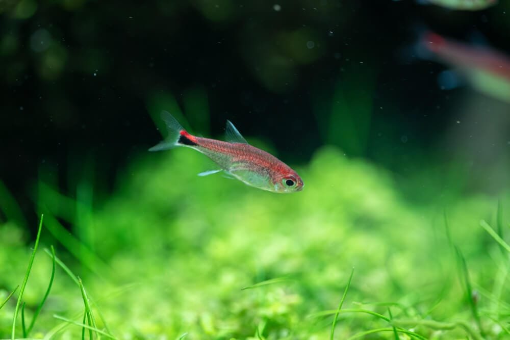 Ruby Tetra