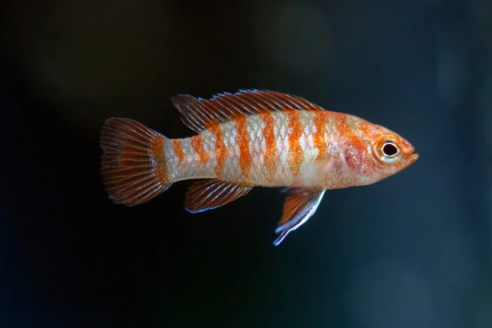 Scarlet Badis