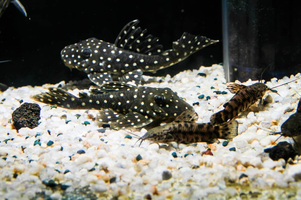 Snowball Pleco