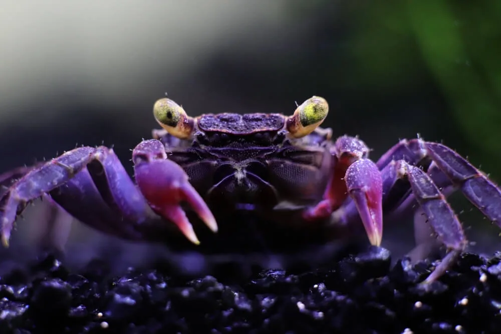 Vampire Crab Care: Building a Nurturing Environment for Your Crabs