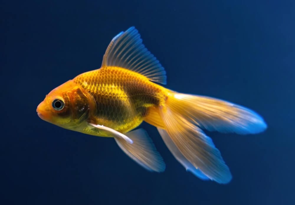 Veiltail Goldfish