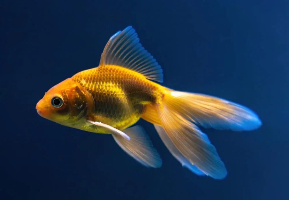 Veiltail Goldfish: Care Guide for Graceful Aquarium Fish