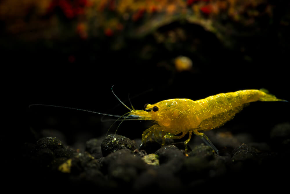 Yellow Shrimp (Neocaridina)