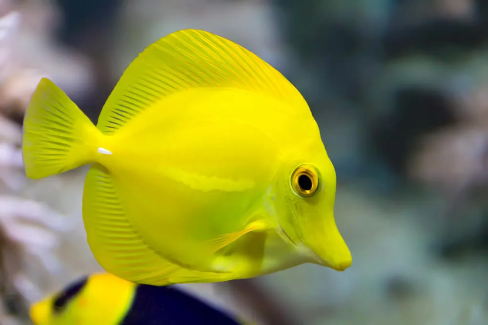 The Ultimate Yellow Tang Fish Care Guide
