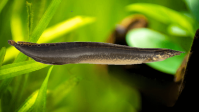 peacock eel fish