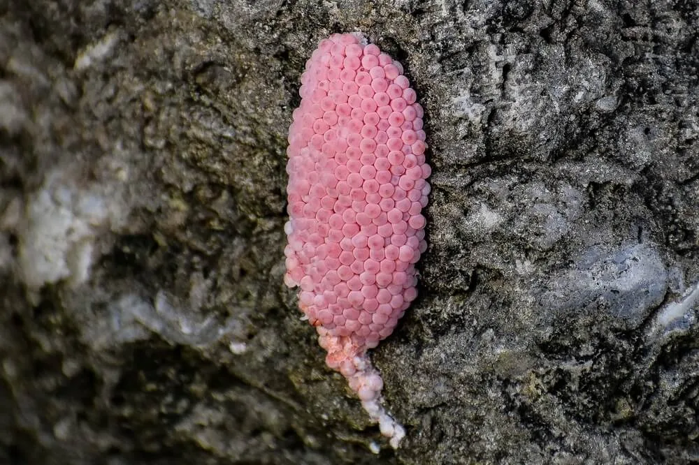 Toxicity of Apple Snail Eggs: A Closer Look at the Risks