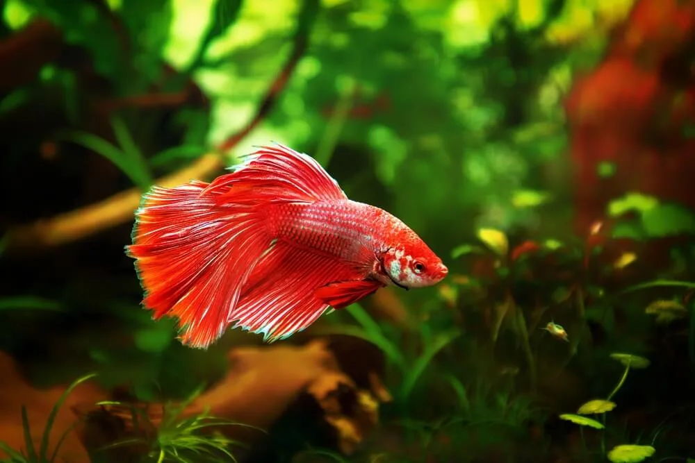 How Can I Prevent My Betta Fish From Tail-biting?