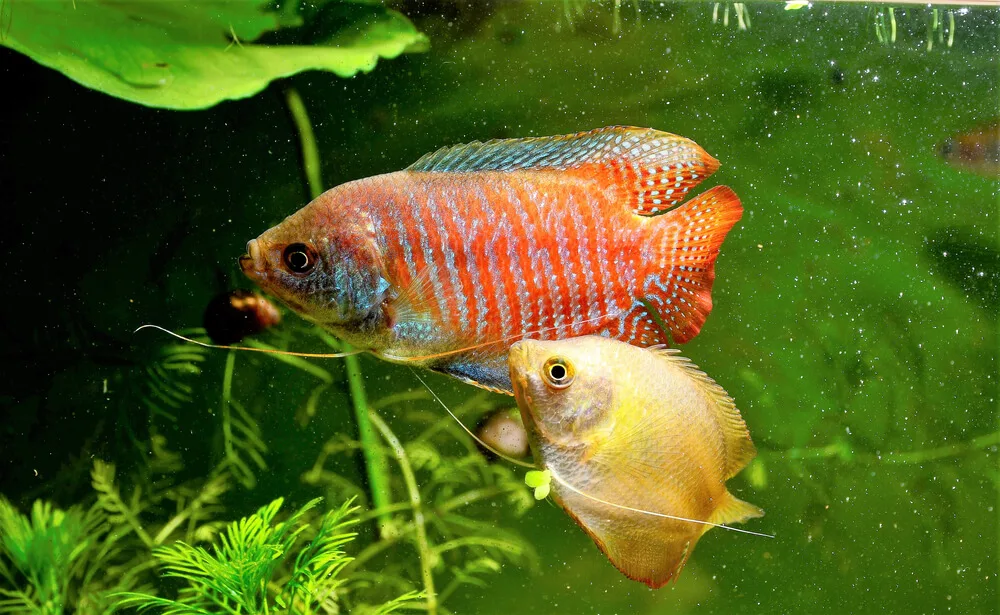 What Are The Different Species Of Dwarf Gourami Available In The Aquarium Hobby?