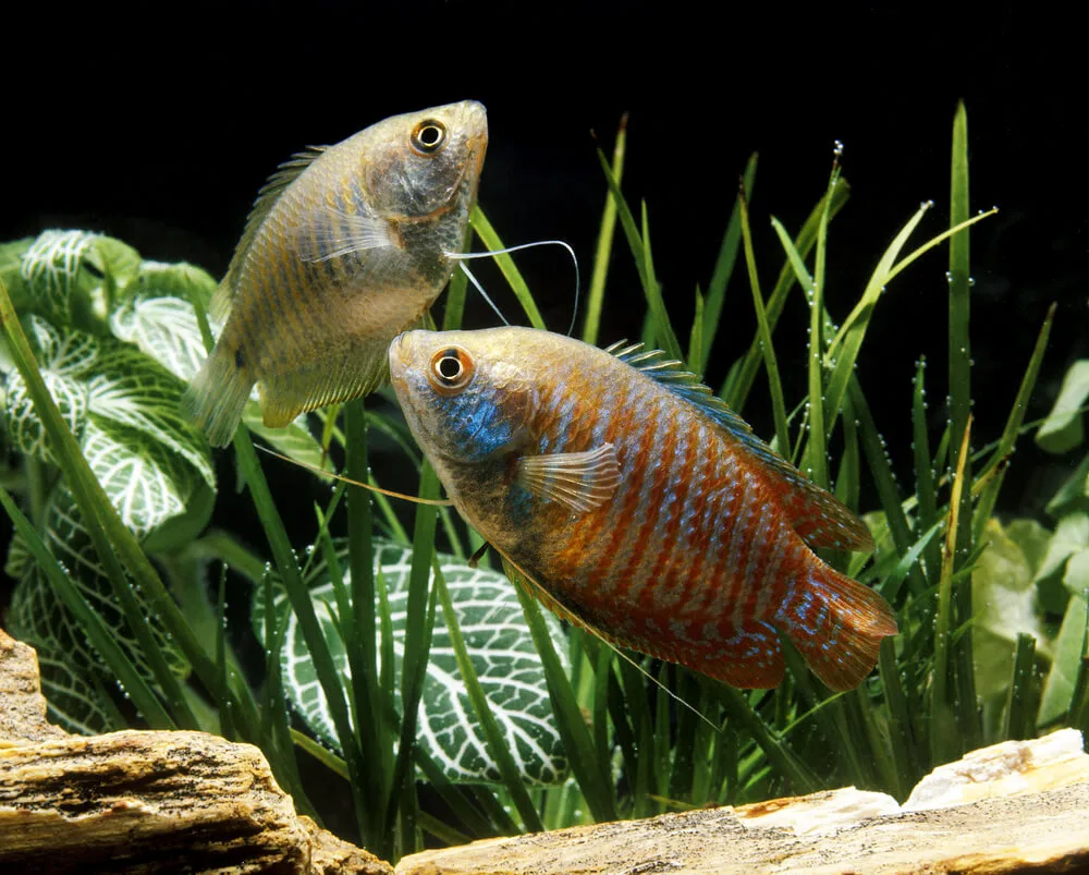 How Often Should I Perform Water Changes For My Dwarf Gourami Tank?