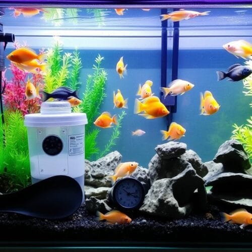 Comet Goldfish: Care Guide, Tank Setup and Maintenance Tips - Large Goldfish Tank Maintenance And Upgrades