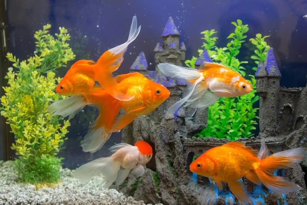 What Is The Symbolism Of Goldfish In Different Cultures?