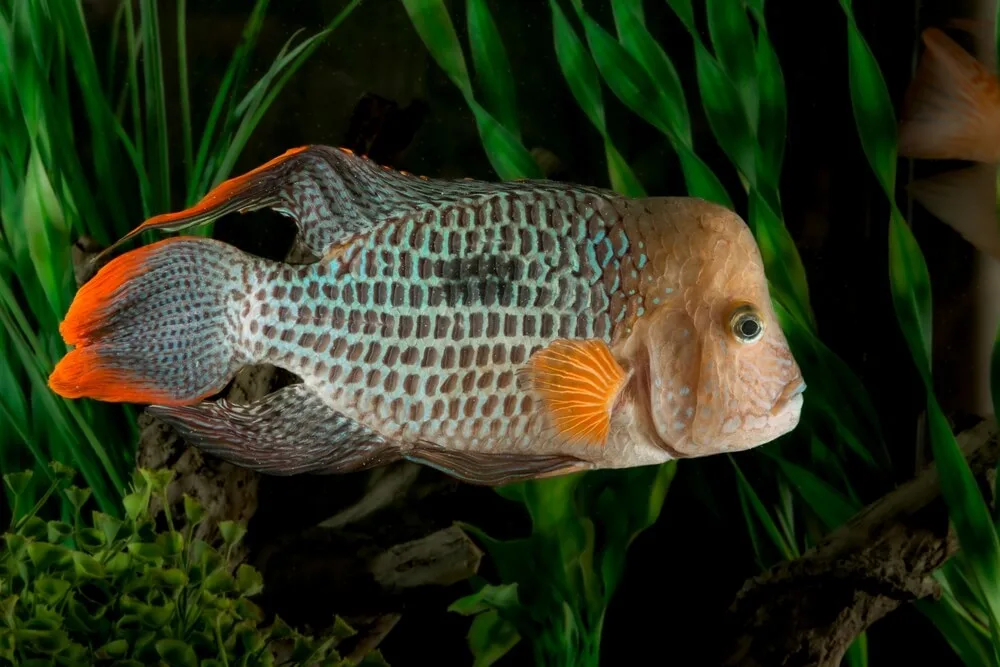 The Maximum Size of Green Terror Cichlid: A Comprehensive Guide