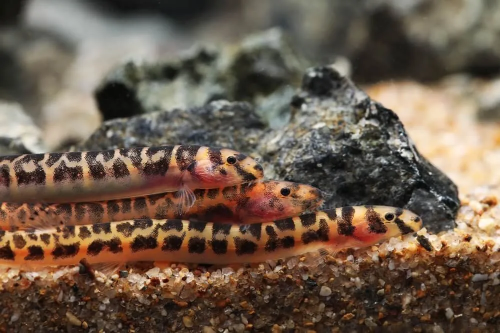 Can Kuhli Loaches Be Kept With Shrimp And Snails?