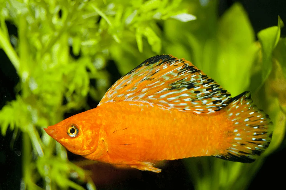 What Is The History Of Molly Fish In The Aquarium Hobby?