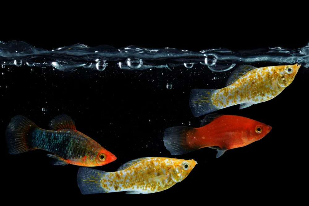 What Are Some Interesting Facts About Molly Fish?