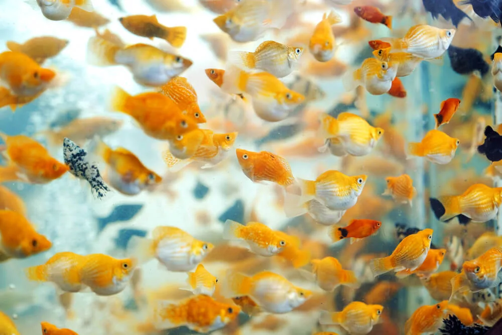 How Can You Prevent Overpopulation In A Molly Fish Tank?