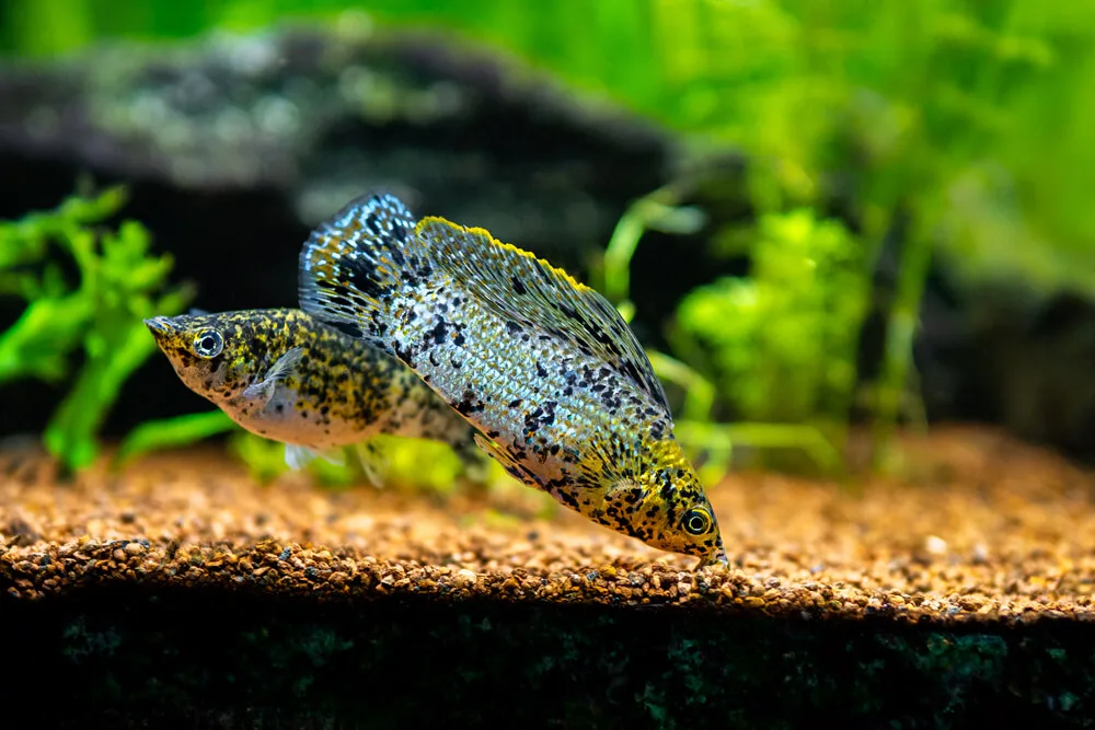 Rare Molly Fish Colors: A Guide to the Unusual and Unique Varieties