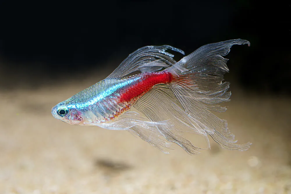 What Do Neon Tetras Eat: A Comprehensive Guide to Their Diet
