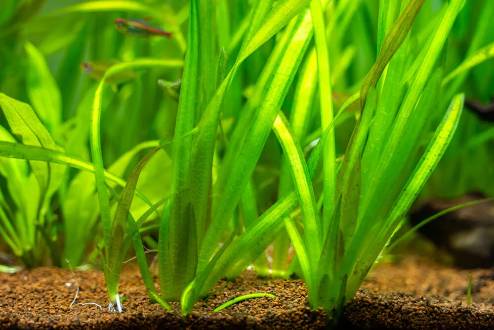 Exploring Vallisneria Americana: The Vital Role of Eel Grass in Aquatic Habitats