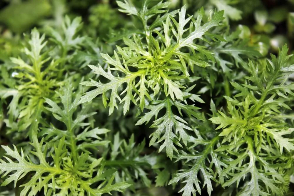 Water Wisteria (Hygrophila Difformis): A Complete Guide to Care, Growth and Benefits