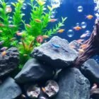 Keeping Shrimp and Snails in a Community Tank